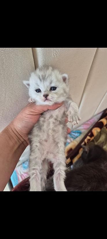 keçiler: Britan — 3