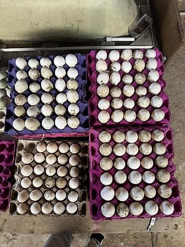 ordek satisi: Pekin kuban ördək yumurtaları tam mayalı kime lazm olsa buyurub əlaqə — 2
