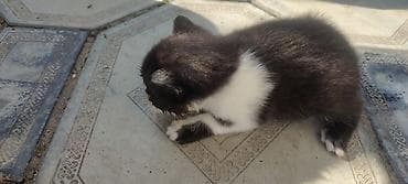 pişik ucun evlər: Erkək, Yaxşı əllərə, Ünvandan götürmə — 3