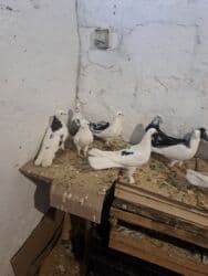 значок хары бюльбюль купить: Başlıq: Dekorativ Göyərçinlər Təsvir: Evdə bəslənən dekorativ — 4