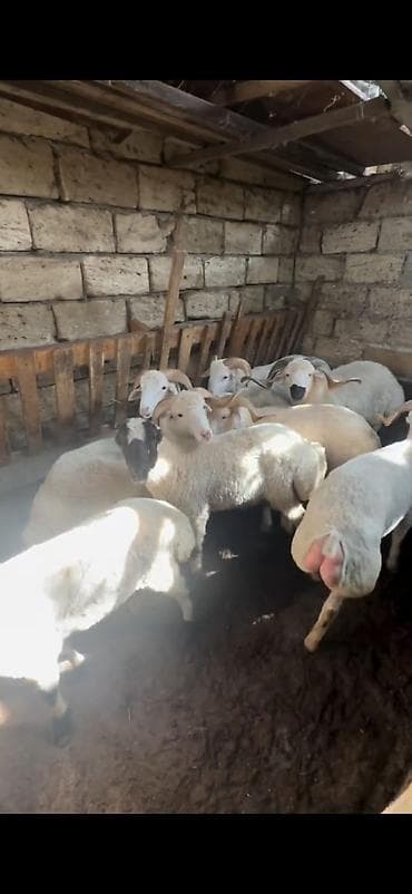 itler pikines per page 40: Qurbanlıq üçün qoç və quzular – yerli cins - Ağ rəngli, bükülü — 6