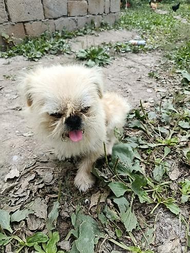 cins heyvanlar: Pekines, 1 il, Erkek, Ünvandan götürmə — 5