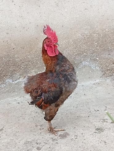 Hinduşkalar: Toyuq, Yumurtalıq, Ünvandan götürmə — 8