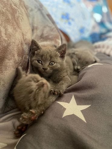 Boz rəngli, qısa tüklü balaca pişiklər - Eyni rəngli (boz/“blue”)