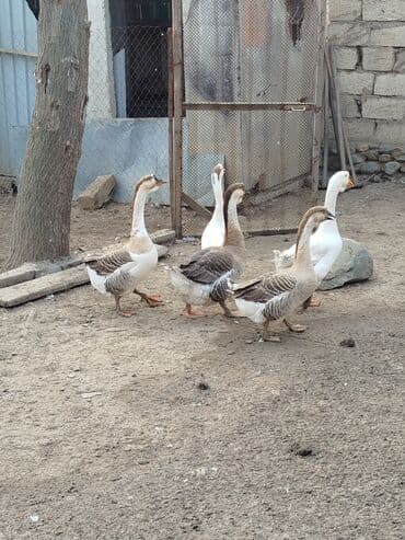 en gozel it adlari: 5eded qaz 250m — 2