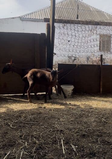 simmental inək cinsi: Dişi, il: 1, 30 kq, Damazlıq, Südlük, Ünvandan götürmə — 1
