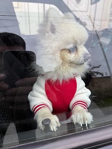 Heyvanlar üçün mallar: Şpitz, 1 il, Erkek — 10