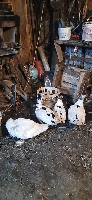 ağ afcarka: Muscovy ördəkləri (indooutka) – müxtəlif rəng çalarlarında sürü - Növ — 1