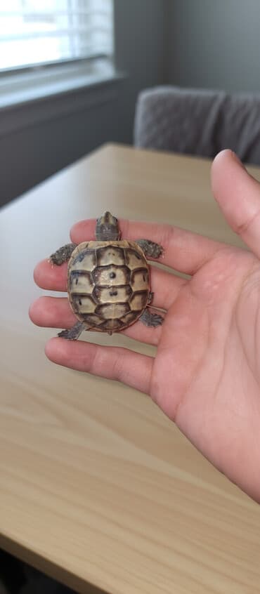 yem çeken: Quru tisbağasi - Qabıq naxışı: açıq-bej əsas üzərində tünd qəhvəyi — 1