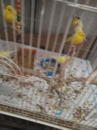 amadin yuvası: Erkeyler 1 eded 70m ela oxuyurlar — 2