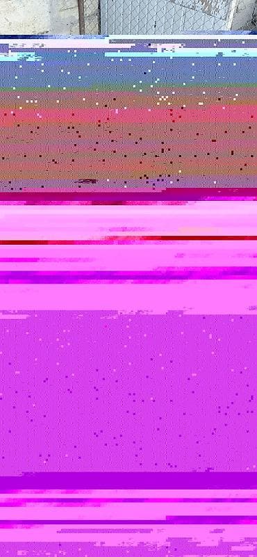 Собаки: 1 erkək 3 dişi ördək satılır qiymət 100azn razılaşmaq olar ünvan — 2