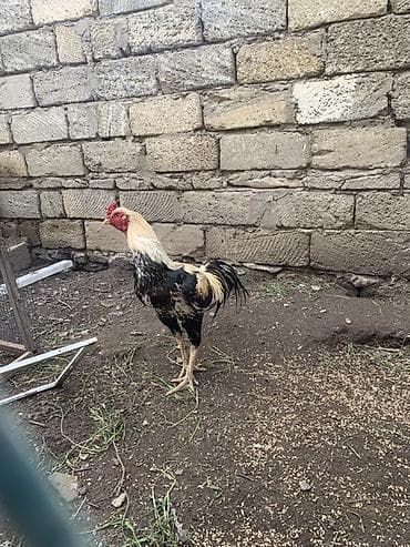 Xüsusi rənglərlə göz oxşayan ev toyuğu xoruzu - Növ: xoruс (ev