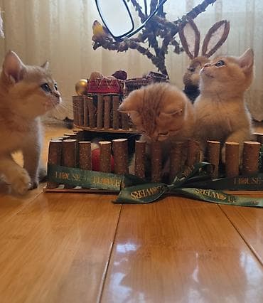 Кошки: Чистокровные котята шиншилы. Полтора месяца. Игривые, ласковые и — 10