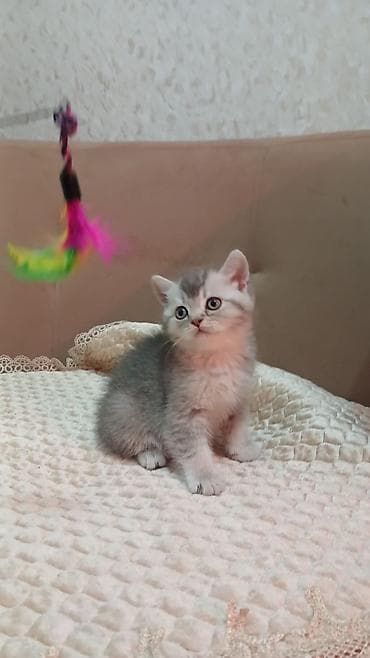 golden sinsila: Britan — 5