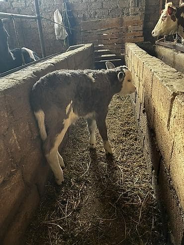 Телята: Salam dişi simental 5 gunluk — 1