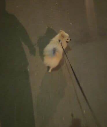 it şəkilləri: Şpitz — 3