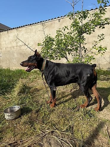 heyet iti: Doberman, Erkek, Ünvandan götürmə — 4