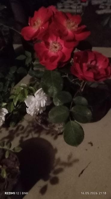alca sekilleri: Qizil gul — 3