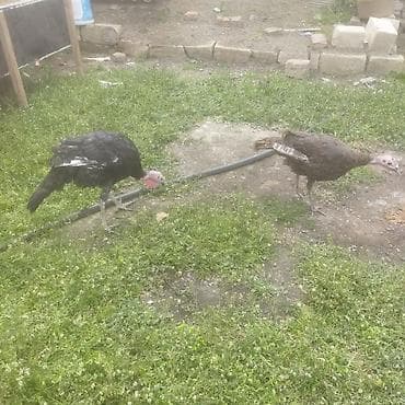 Kənd təsərrüfatı quşları: Erkək, Damazlıq — 3