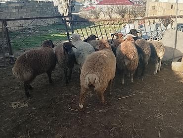 ana arı satışı: Qoyun sürüsü satılır - Növ: yerli qarışıq cinslər (qəhvəyi, qara və — 1