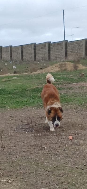 çoban iti: Qurdbasar, 1 il, Erkek — 2