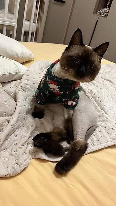 Erkəy Qısırlaşdırılıb Qum tərbiyyəsi var 1 yaş yarimliqdi Peyvəndləri