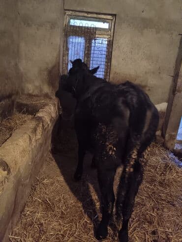 Digər heyvanlar: Dana, buzov — 4