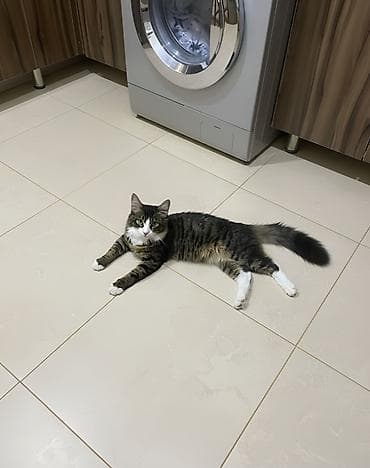 heyvan: Erkək, Yaxşı əllərə — 6