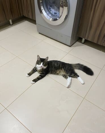 zvonok it satisi: Erkək, Yaxşı əllərə — 3