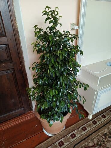 бак для воды купить в баку: Satılır — 1