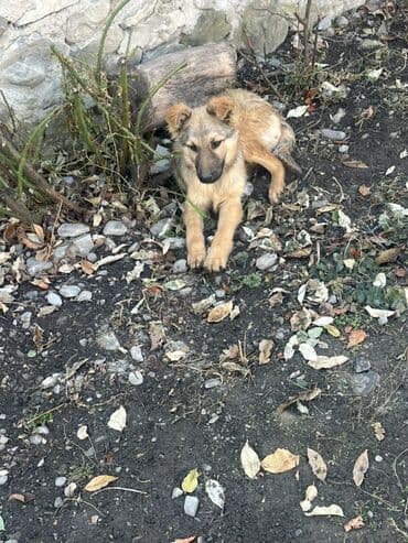 İtlər: 3 ay, Erkek — 1