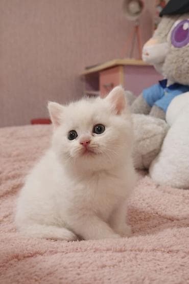 купить кошку в баку: 2 aylıq sağlam və çox şirin bala pişikdir. Çox aktiv, oynamağı sevir — 1