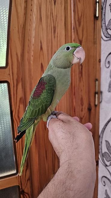 ev goyərcinləri: Aleksandr (parrot) cinsiyyəti dişidir əl quşudur– yaşıl tonlarda, uzun — 9