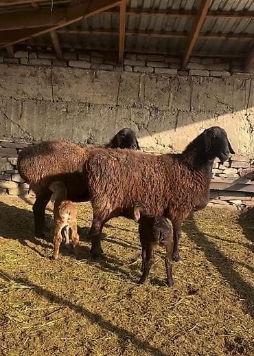 at balaları: Saxlama üçün damda bəslənən, yerli ətlik istiqamətli qoyunlar – — 1