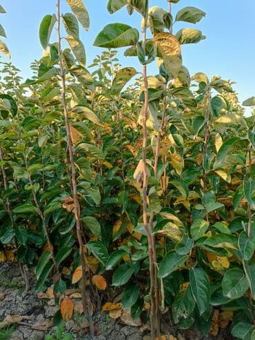 Her sor tinglermiz movcuddur yerli və xarici sortlar var sortlara