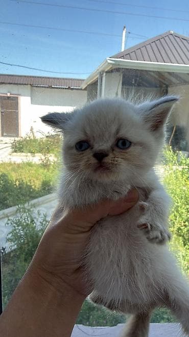 pişik pişik: Şotland — 8