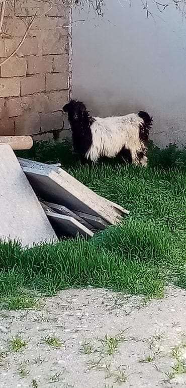 Salam erkek çepişdi arpa yonca yeyen heyvandı kök çepişdi real