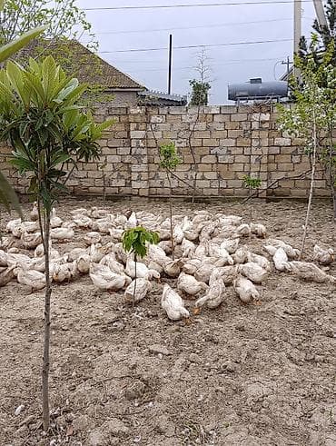 cins heyvanlar: Məhsul: 9 aylıq Pekin ördəkləri Təsvir: - Cins: Pekin - Yaş: 9 aylıq — 8