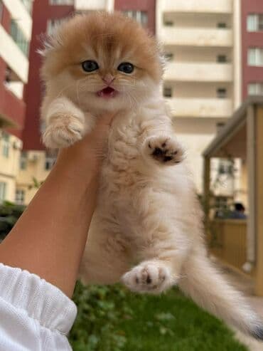 Balıqlar: Britan yastı qulaq, Erkək, Dişi, Yaxşı əllərə, Ünvandan götürmə, Pulsuz çatdırılma, Ödənişli çatdırılma — 10