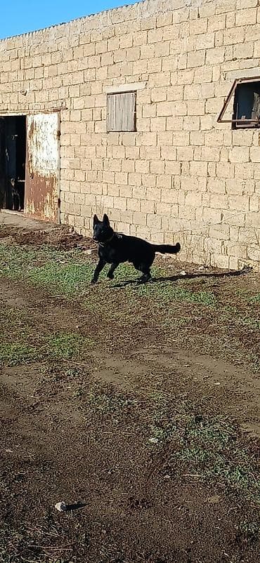 alman ovçarka: Alman çoban iti, 11 ay, Erkek, Peyvəndli — 5