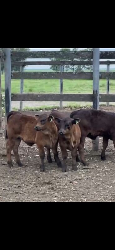 at və eşşəyin cütləşməsi: Məhsul: Qara və tünd qəhvəyi rəngli buzovlar (ətlik tip) Təsvir: - — 9