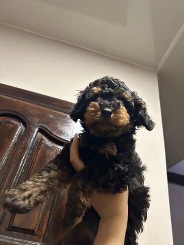 Птицы: Пудель — 1