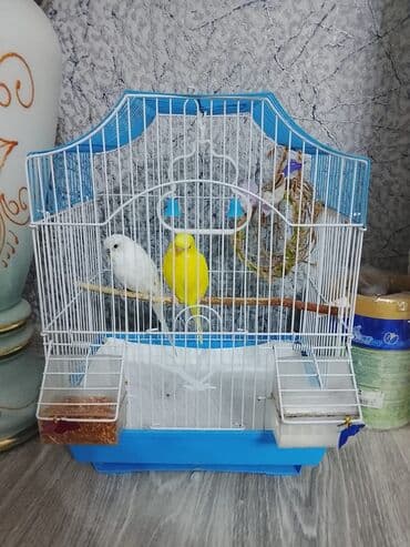 купить кошку в баку: Salam 2 Dişi qəfəsdə bir yerdə verilir son qiymət 30m — 2