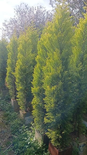 yasemen agaci: Leylandi tuya ağacları – dekorativ, həmişəyaşıl hasar və landşaft üçün — 7