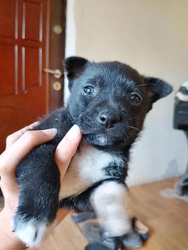 cao cao iti: Zvonok, 1 ay, Erkek, Ünvandan götürmə — 5