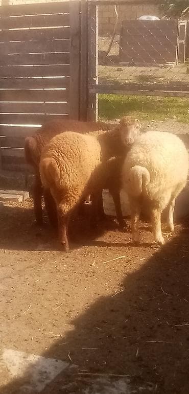 at satilir: Salam erkek quzulardı kök quzulardı qurbanlıgada yarıyır real alıcılar — 3