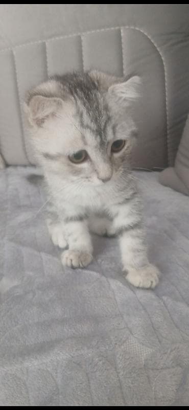 pişik şotland: Şotland — 1