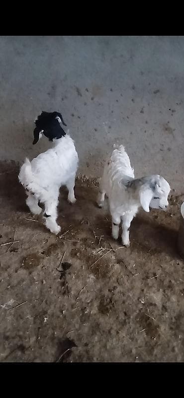 qaz bala: Ekiz balali diwi di balalari cavan 3 cu qarin saqlam ve cox sudu — 2