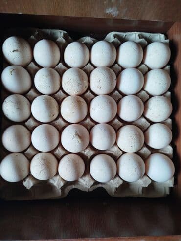 Ford: Erkək, Ətlik, Ödənişli çatdırılma — 7