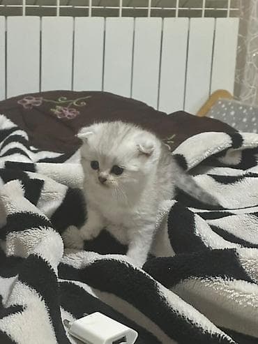 pişim: Britaniya mənşəli pişik balaları – Scottish Fold və British Shorthair — 10